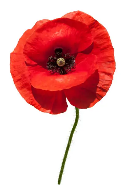 Beautiful wild red poppy isolated on a white background.