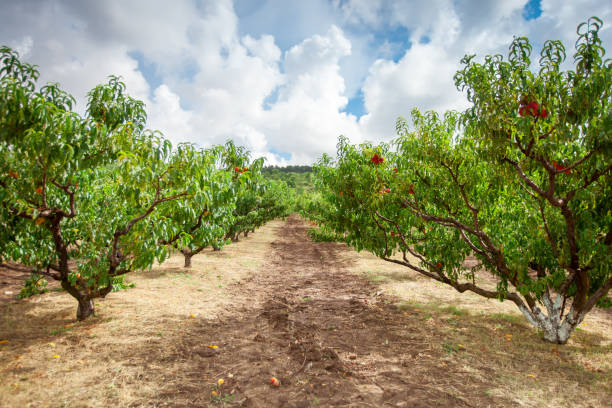 istock Peach tree with fruits growing in the garden. Peach orchard. 1006092406
