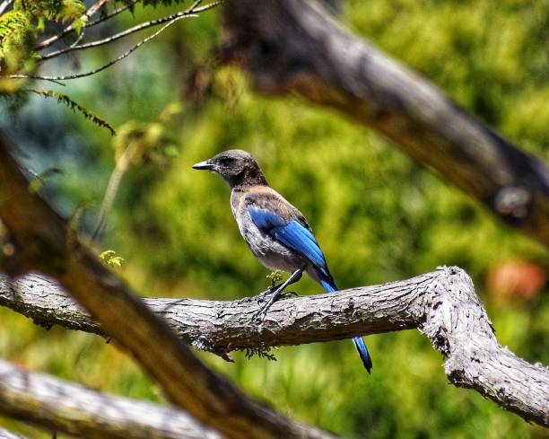 istock California Scrub Jay UCSC Arboreteum 1006094998
