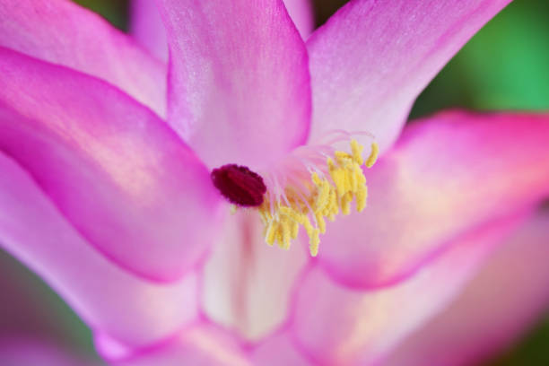 istock Beautiful Bright Pink Christmas Cactus Flower Blossom 1006095842