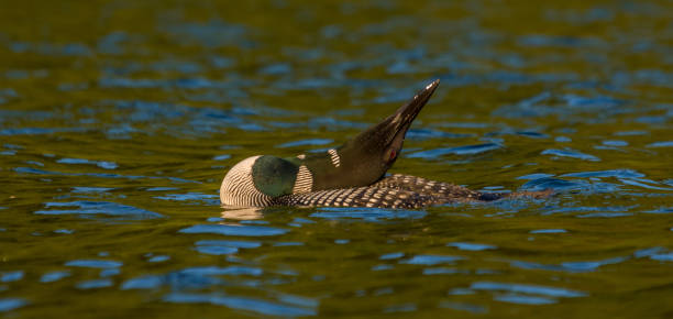 istock Loon relaxing on the lake 1006101586