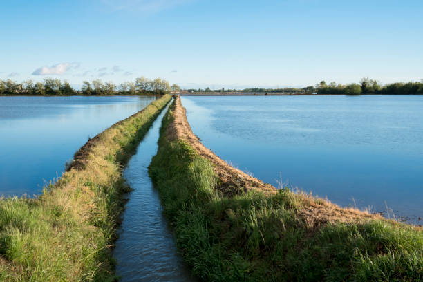 istock Rice fields in Piedmont, Italy 1006102738