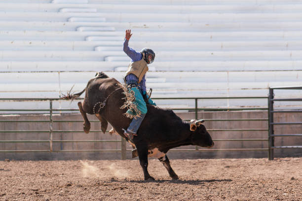 Clearing the bull from the rodeo arena Clearing the bull from the rodeo arena spanish fork utah stock pictures, royalty-free photos & images