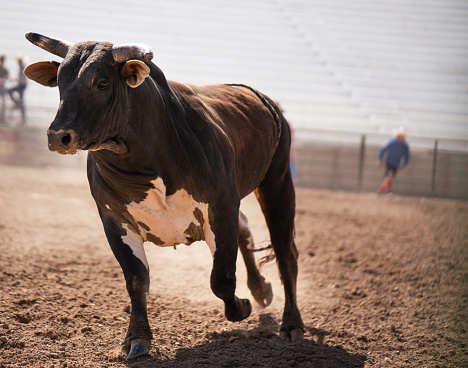 Clearing the bull from the rodeo arena