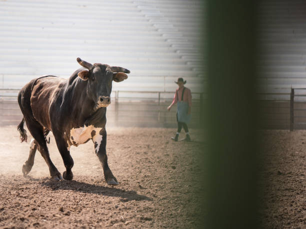 Clearing the bull from the rodeo arena Clearing the bull from the rodeo arena bull riding bull bullfighter cowboy hat stock pictures, royalty-free photos & images