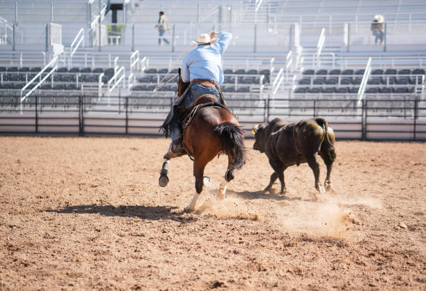 Clearing the bull from the rodeo arena Clearing the bull from the rodeo arena bull riding bull bullfighter cowboy hat stock pictures, royalty-free photos & images