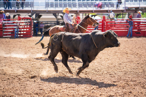 istock Clearing the bull from the rodeo arena 1006105370