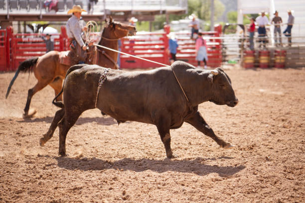 Clearing the bull from the rodeo arena Clearing the bull from the rodeo arena bull riding bull bullfighter cowboy hat stock pictures, royalty-free photos & images