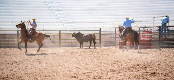 Clearing the bull from the rodeo arena Clearing the bull from the rodeo arena bull riding bull bullfighter cowboy hat stock pictures, royalty-free photos & images