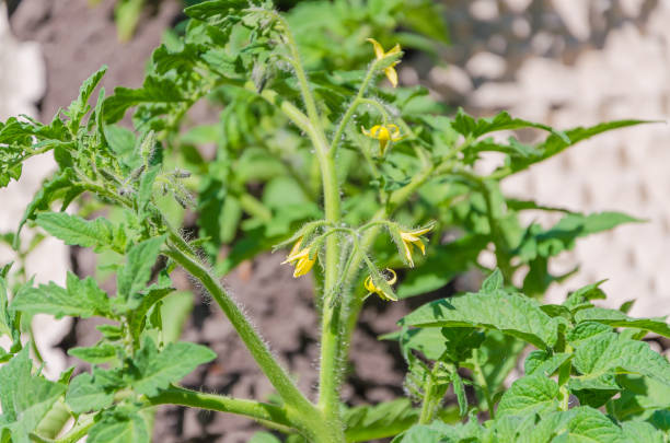 istock Bright yellow flowers of tomatoes 1006105940