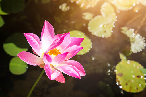 Beautiful pink lotus bloom in back lit pond in Bali Indonesia