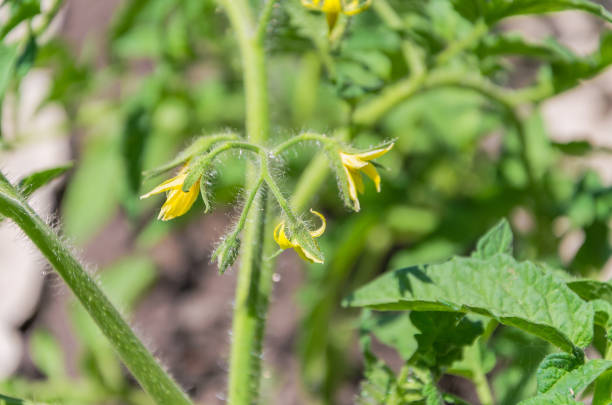 istock Bright yellow flowers of tomatoes 1006106154