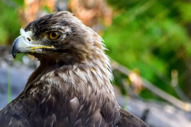 istock Wildlife Sanctuary in Canada 1006106252