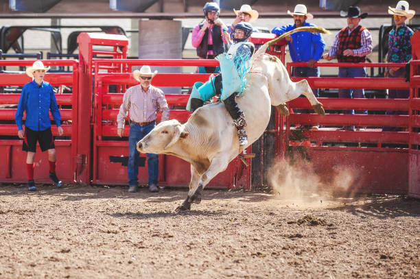 Cowboy Bull Riding in Rodeo Arena Cowboy Bull Riding in Rodeo Arena bull riding bull bullfighter cowboy hat stock pictures, royalty-free photos & images