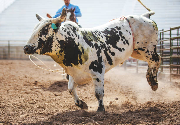 Clearing the bull from the rodeo arena Clearing the bull from the rodeo arena bull riding bull bullfighter cowboy hat stock pictures, royalty-free photos & images