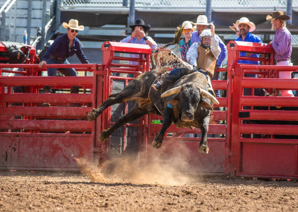 Cowboy Bull Riding in Rodeo Arena Cowboy Bull Riding in Rodeo Arena bull riding bull bullfighter cowboy hat stock pictures, royalty-free photos & images