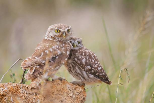 istock The little owl (Athene noctua) with his chick standing on a stone 1006110086