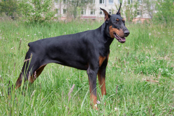 istock Cute doberman pinscher is standing in a green grass. 1006112366