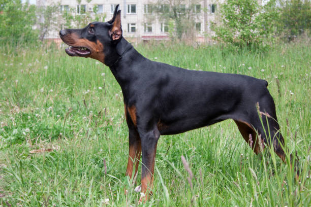 istock Cute doberman pinscher is standing on a green meadow. 1006114782