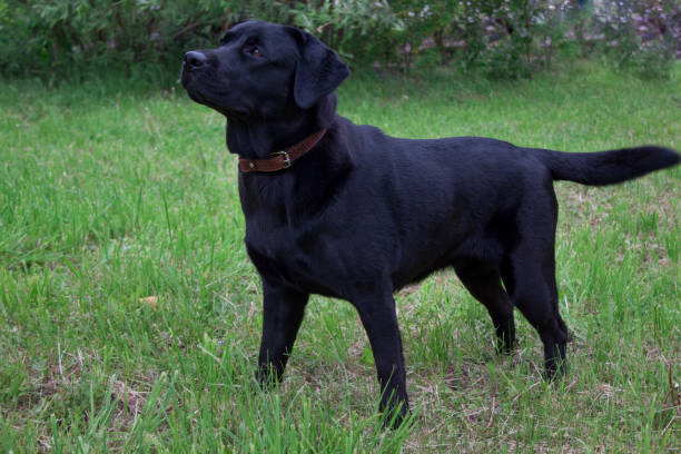 istock Cute black labrador retriever is standing on a spring meadow. Pet animals. 1006114918