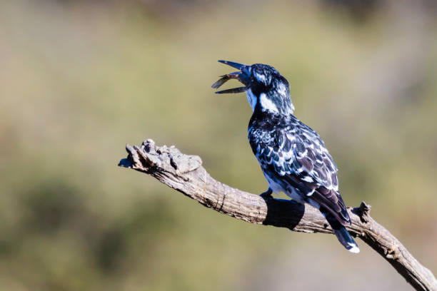 istock Pied kingfisher swallowing a fish 1006116302