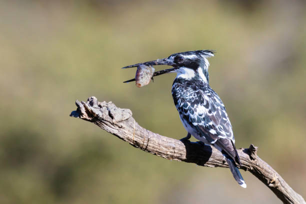 istock Pied kingfisher with a fish in its beak 1006116338