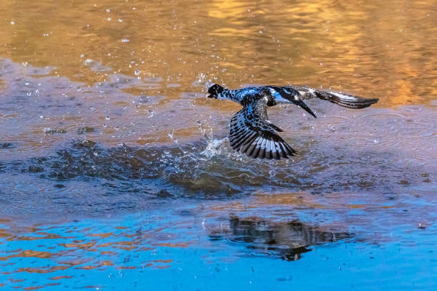 istock Pied kingfisher flying with a fish in its beak 1006116534