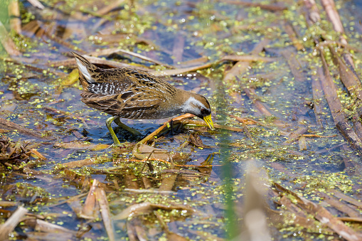 A Sora looking for food in a marsh.