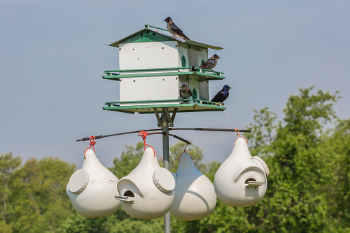 A photo of Purple Martins sitting on their bird house with gourd house below them.