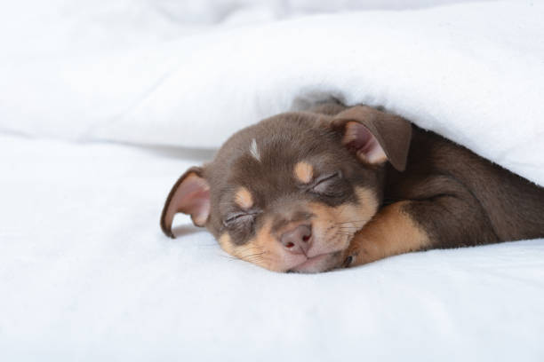 istock Brown puppy chihuahua 1006119732