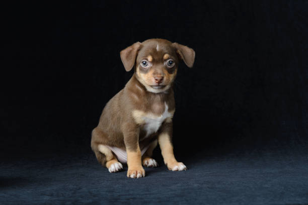 istock Brown puppy chihuahua 1006119772
