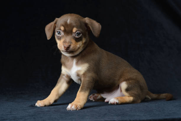 istock Brown puppy chihuahua 1006119776