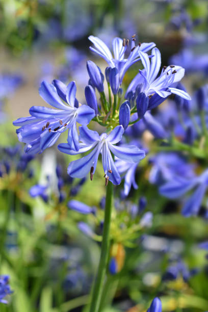 istock African lily Charlotte 1006119850