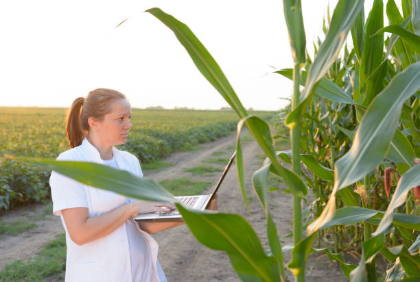 istock Biotechnology engineer examining plant of corn for disease. 1006123810