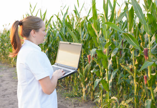 istock Female agronomist inspecting corn cob in corn field 1006123860