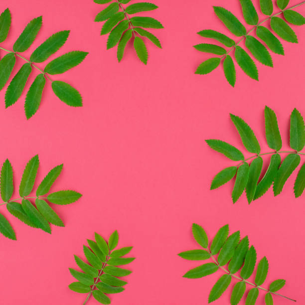 istock Green rowan tree leaves on bright pink background 1006124624