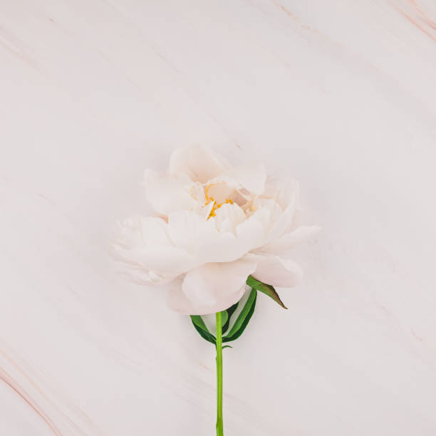 istock White peony flowers on marble background 1006125788