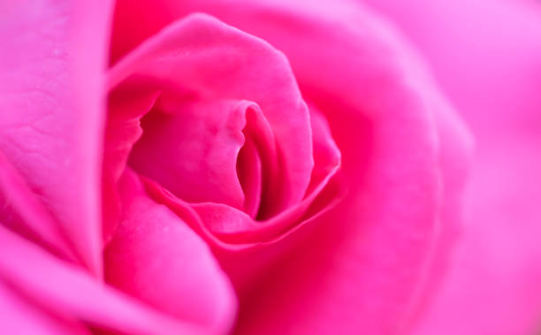 istock Rose petals. Flower card 1006129372