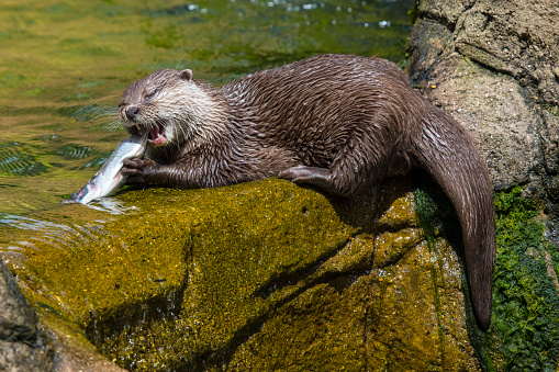 An Otter eating a fish.