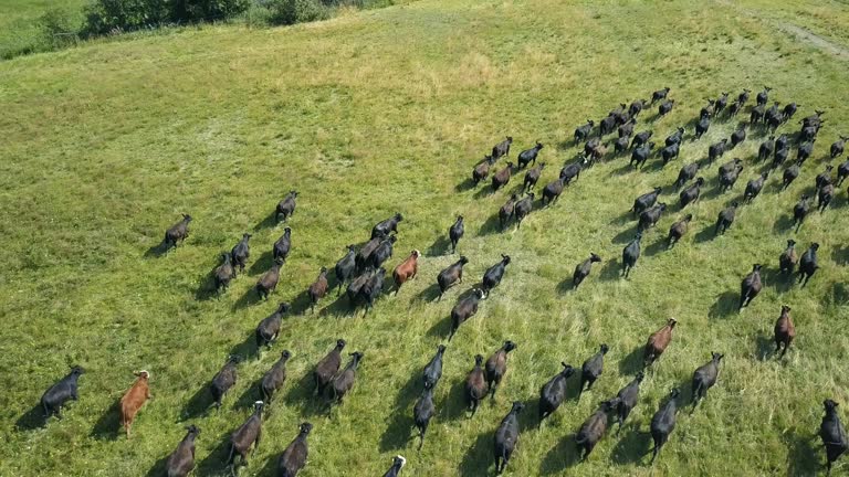 Herd of bulls running across field