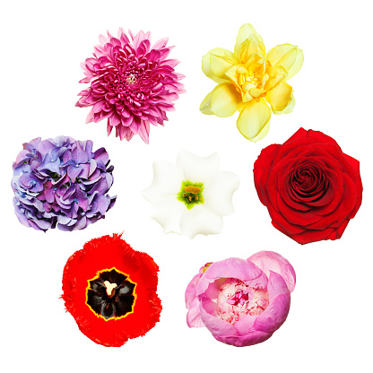 Flowers. Bright Colorful Set of Flowers. Top View