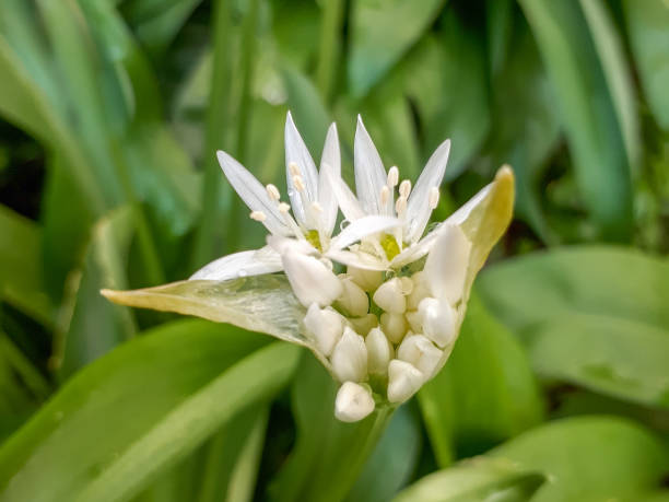 Spring is on its way. The first young wild garlics.