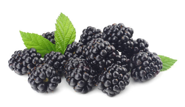 istock blackberries with green leaf isolated on white background. macro 1006151390