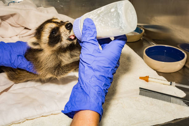 istock Feeding a Baby Raccoon 1006164678