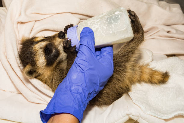 istock Feeding a Baby Raccoon 1006164692