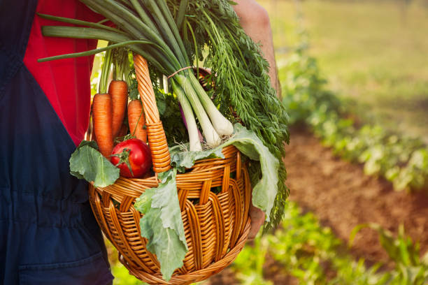 istock Gardener holding a basket with vegetables 1006164764