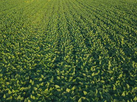 Soybean crop cultivated agricultural field aerial view