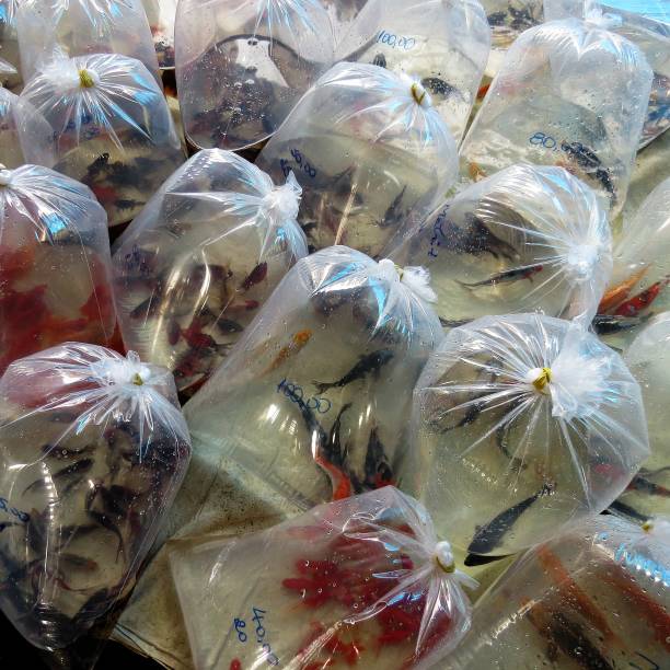 istock FREE FAIR AND ORNAMENTAL FISH SUPPLY 1006164800