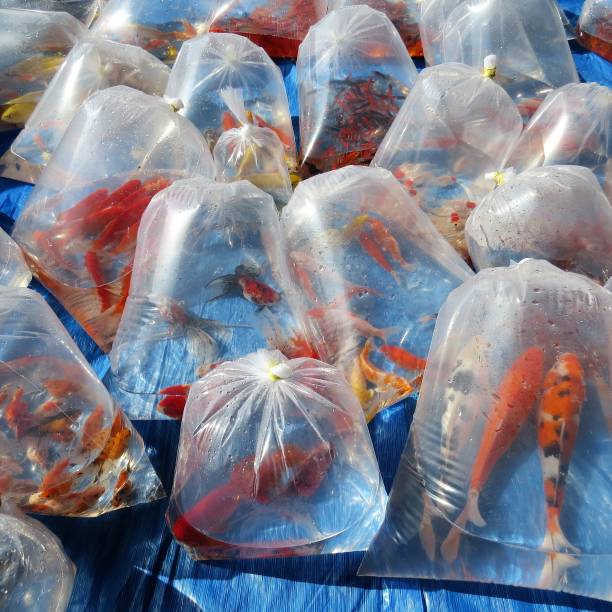 istock FREE FAIR AND ORNAMENTAL FISH SUPPLY 1006165144