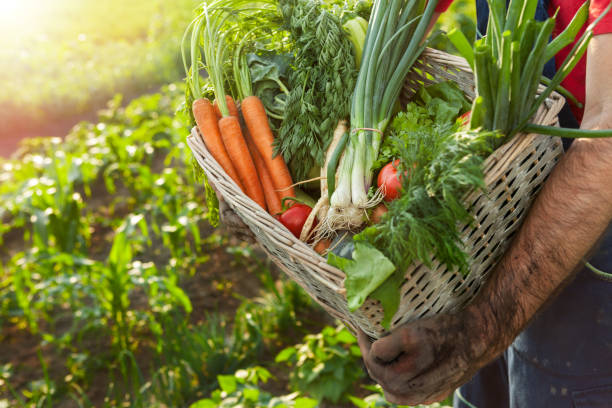 istock Farmer holding basket with vegetables 1006165244